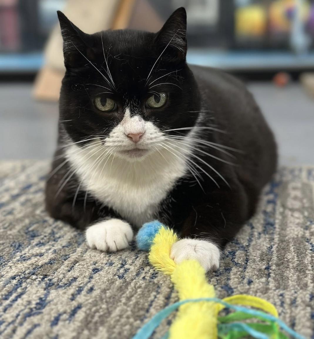 Enlarge Lucky, a ADOPTABLE Domestic Short Hair in Johnston, RI image 4/6