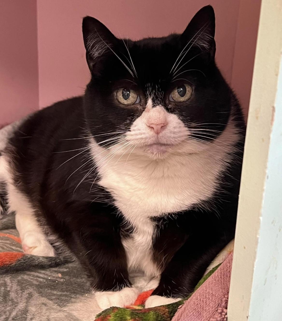 Enlarge Lucky, a ADOPTABLE Domestic Short Hair in Johnston, RI image 6/6