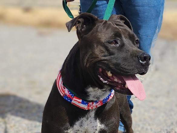 Phoenix, an adoptable American Staffordshire Terrier in Riverton, WY, 82501 | Photo Image 1