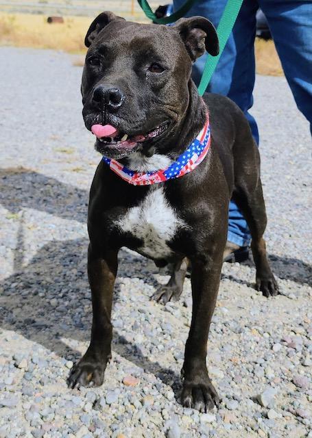Phoenix, an adoptable American Staffordshire Terrier in Riverton, WY, 82501 | Photo Image 3