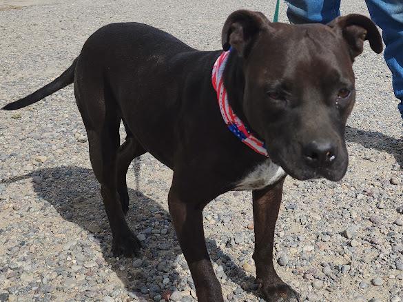 Phoenix, an adoptable American Staffordshire Terrier in Riverton, WY, 82501 | Photo Image 2