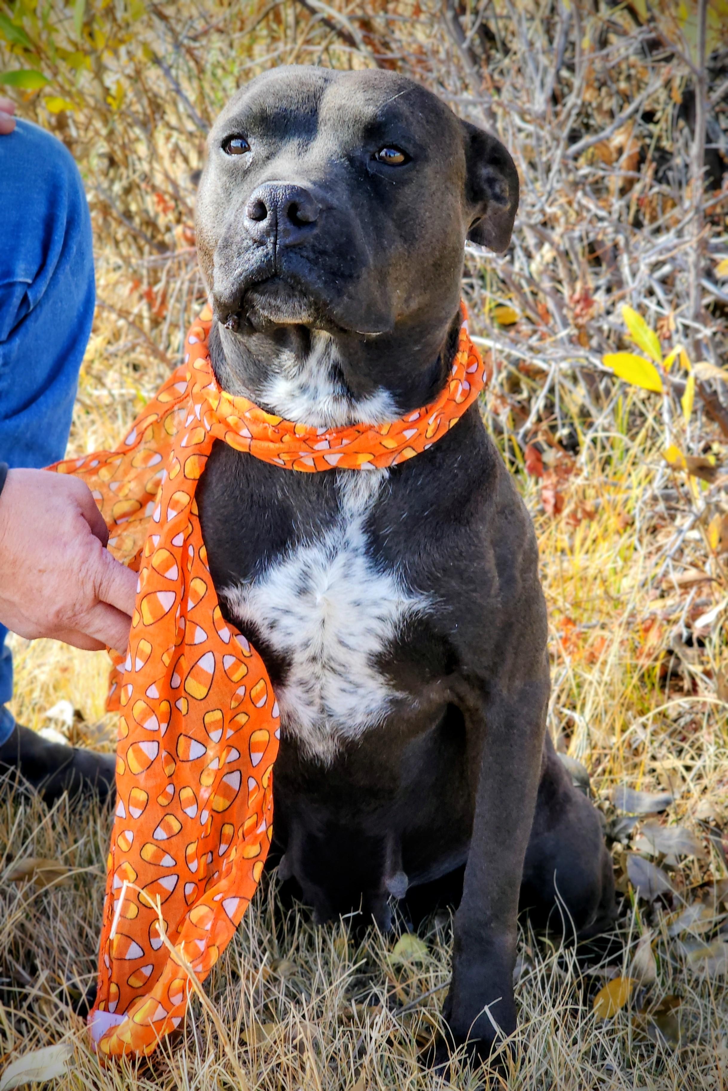 Phoenix, an adoptable American Staffordshire Terrier in Riverton, WY, 82501 | Photo Image 5