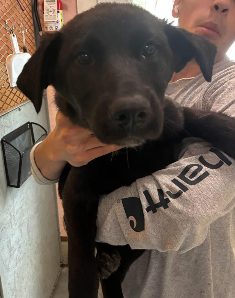 Enlarge Poppy, a Adoptable mixed breed in Thompson Falls, MT image 1/1