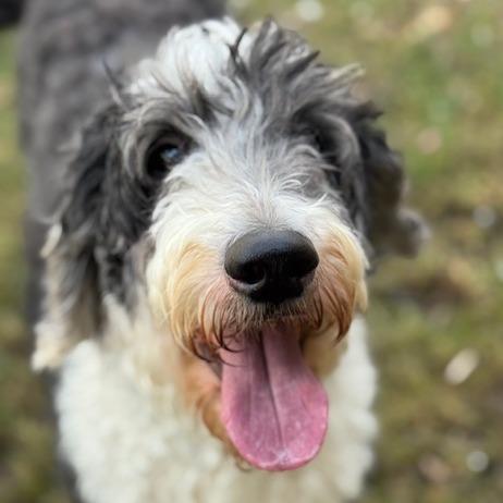 Winter, Adoptable, Adult Female Sheep Dog & Poodle.