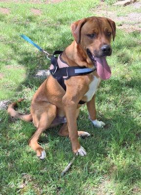 Enlarge Picasso, a Adopted mixed breed in Mountain View, AR image 1/3