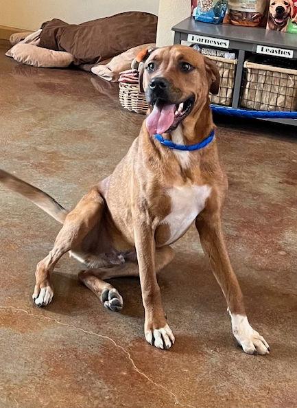 Enlarge Picasso, a Adopted mixed breed in Mountain View, AR image 2/3