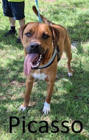 Enlarge Picasso, a Adopted mixed breed in Mountain View, AR image 3/3