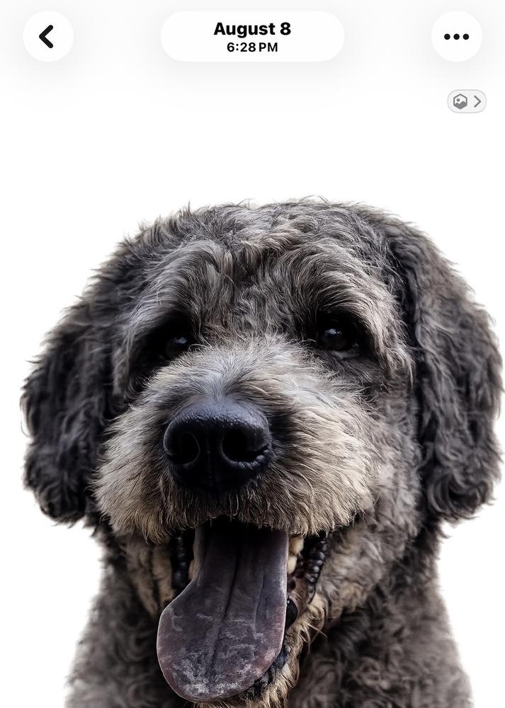 Enlarge Bruce, a Adoptable mixed breed in Canton , GA image 3/3