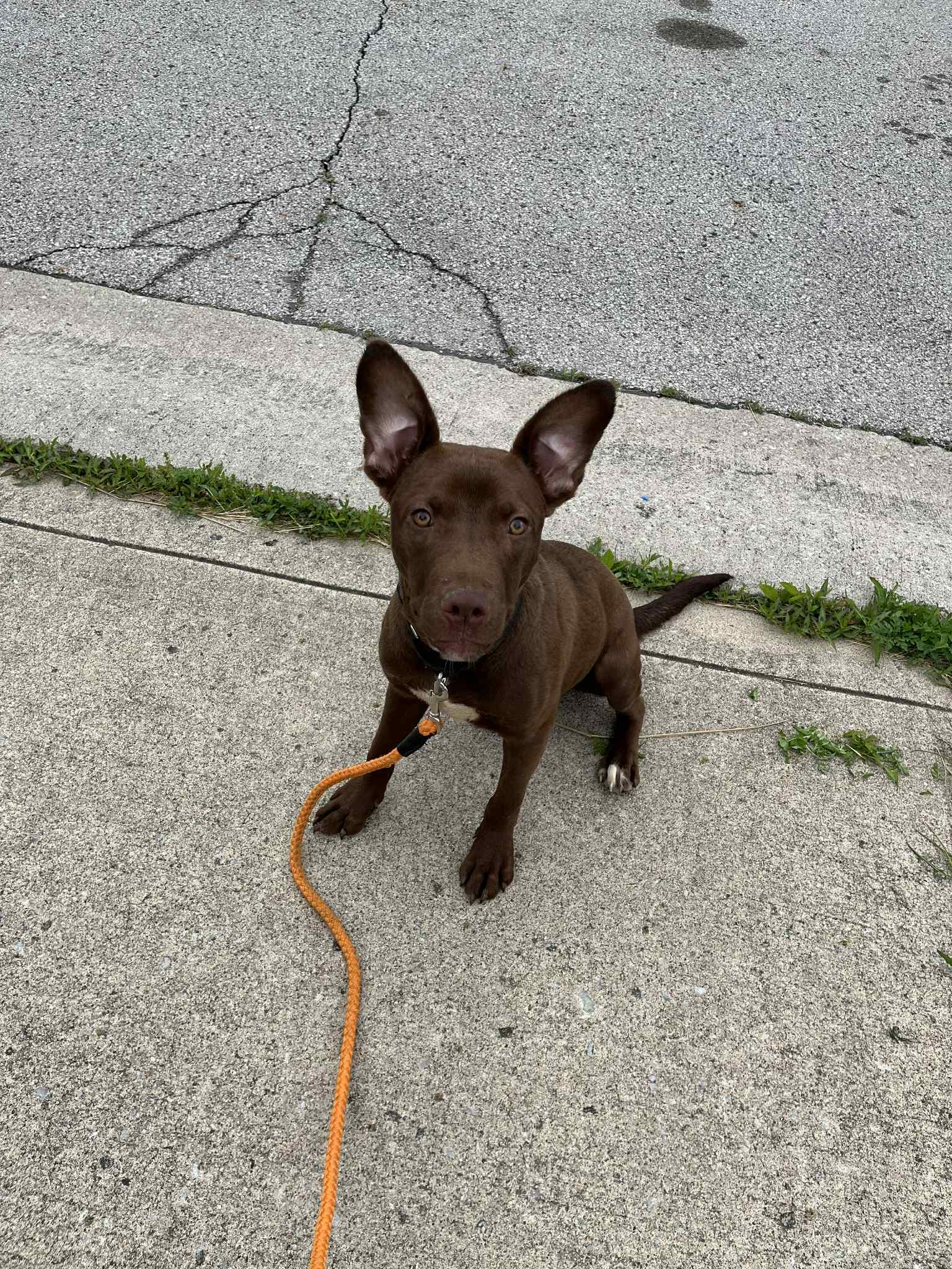 Enlarge Houston, a Adoptable mixed breed in Roachdale, IN image 1/4