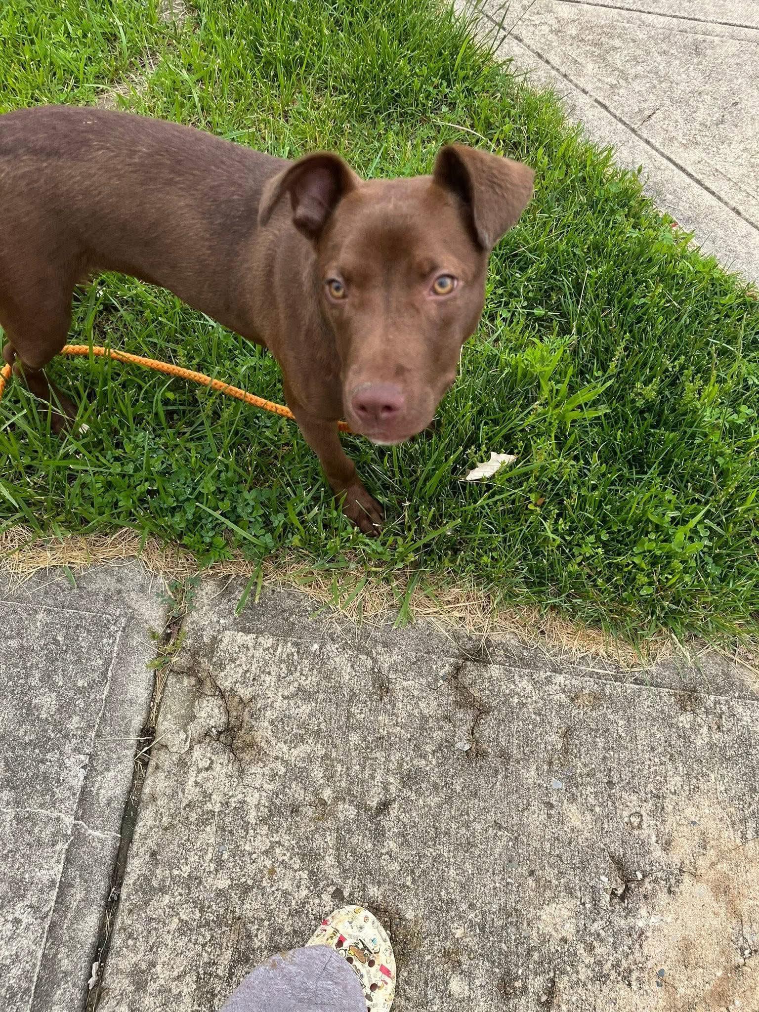 Enlarge Houston, a Adoptable mixed breed in Roachdale, IN image 2/4