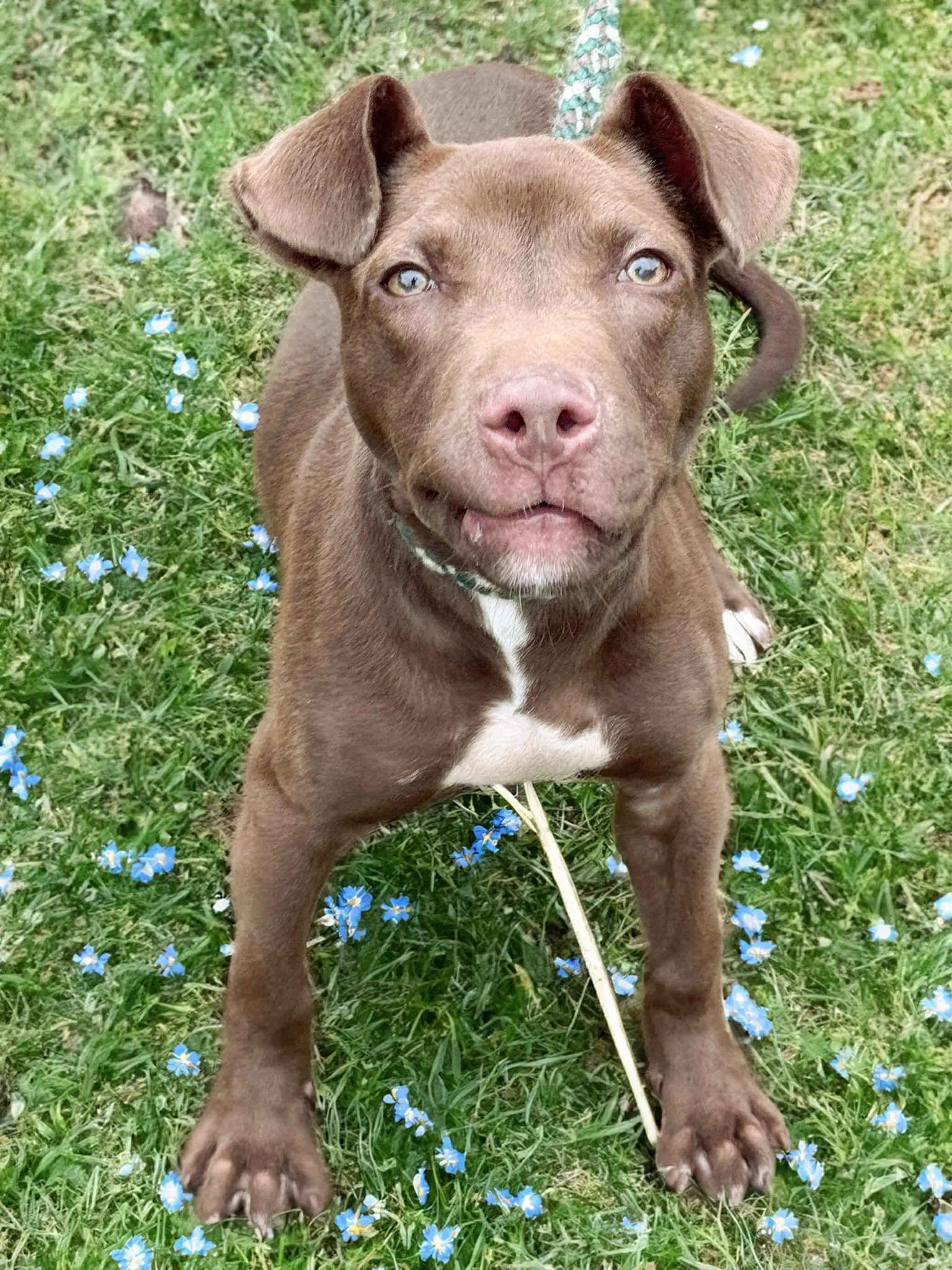 Enlarge Houston, a Adoptable mixed breed in Roachdale, IN image 3/4