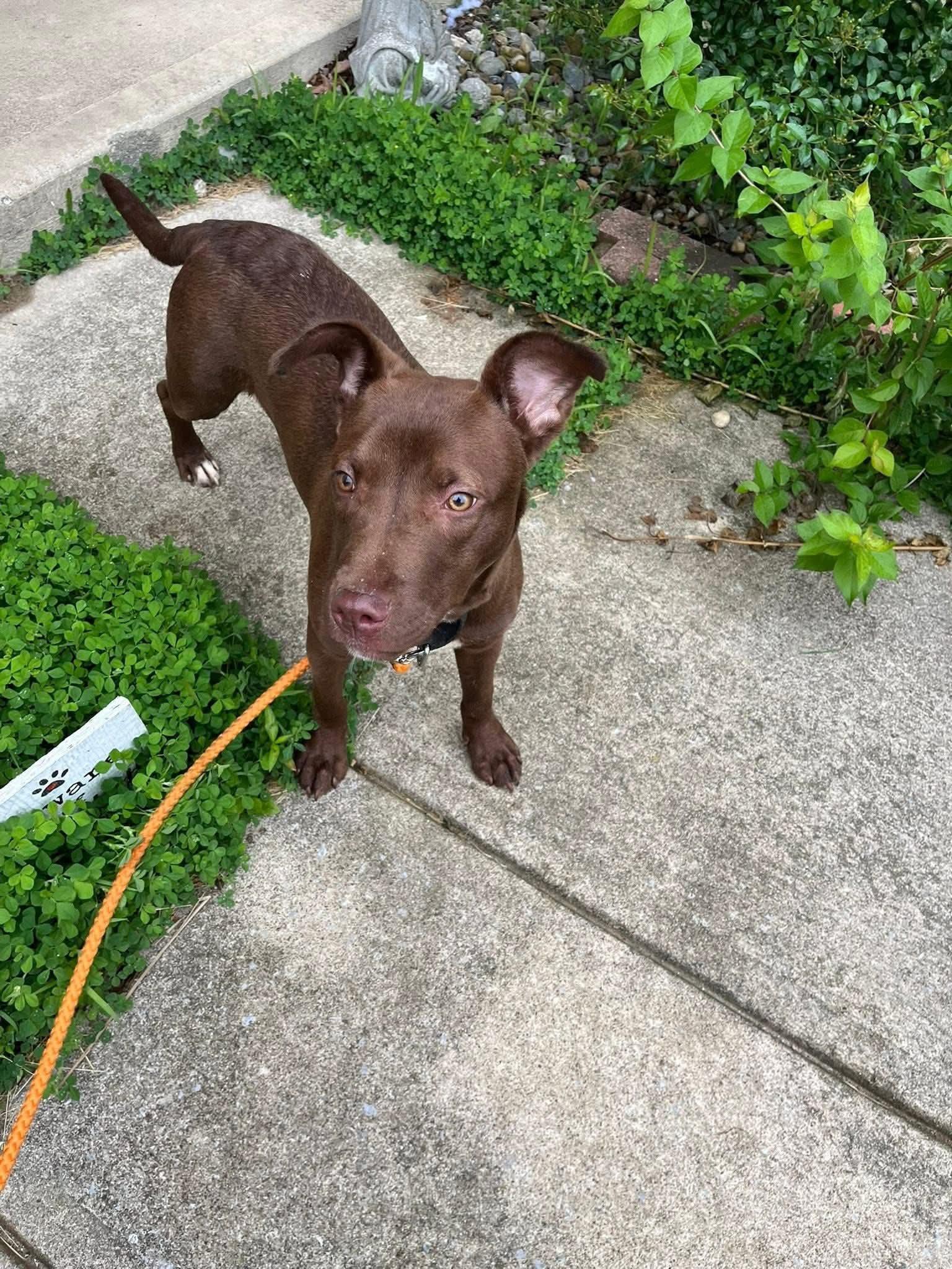 Enlarge Houston, a Adoptable mixed breed in Roachdale, IN image 4/4