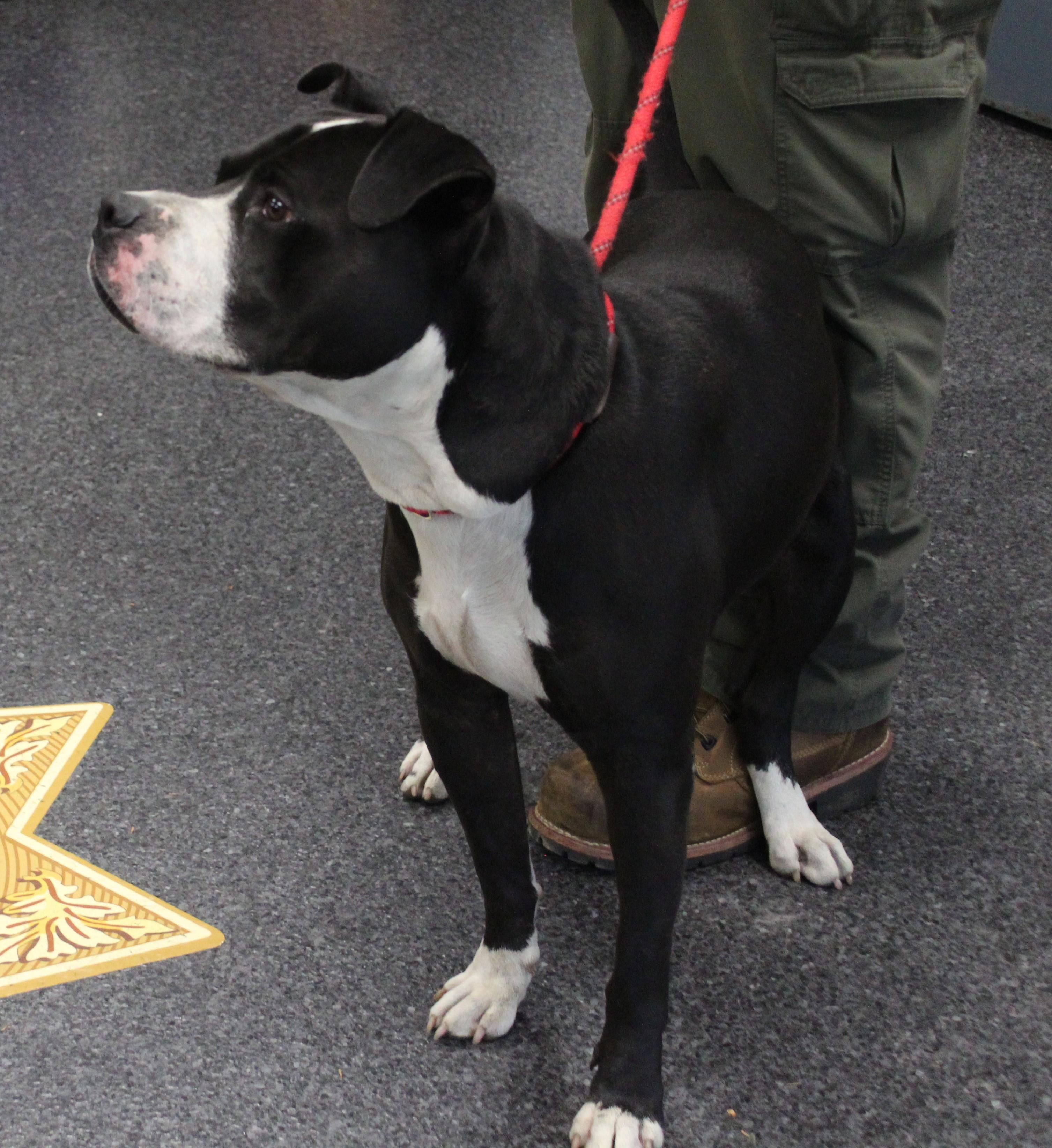 Jeff (11916), an adopted mixed breed in Heath, OH image 1/2