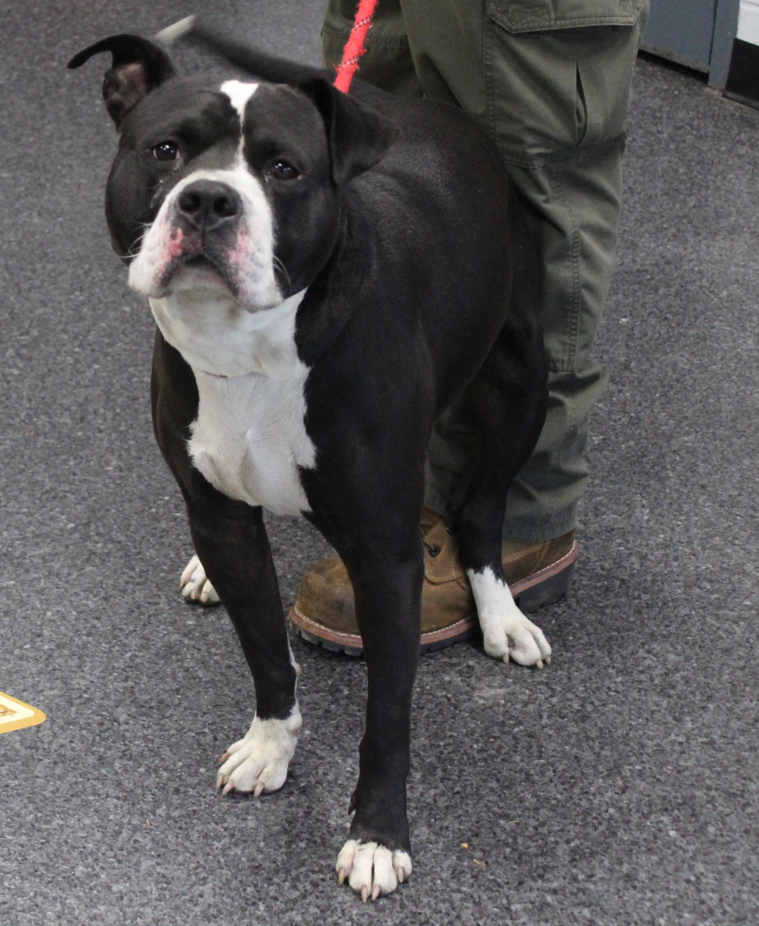 Jeff (11916), an adopted mixed breed in Heath, OH image 2/2