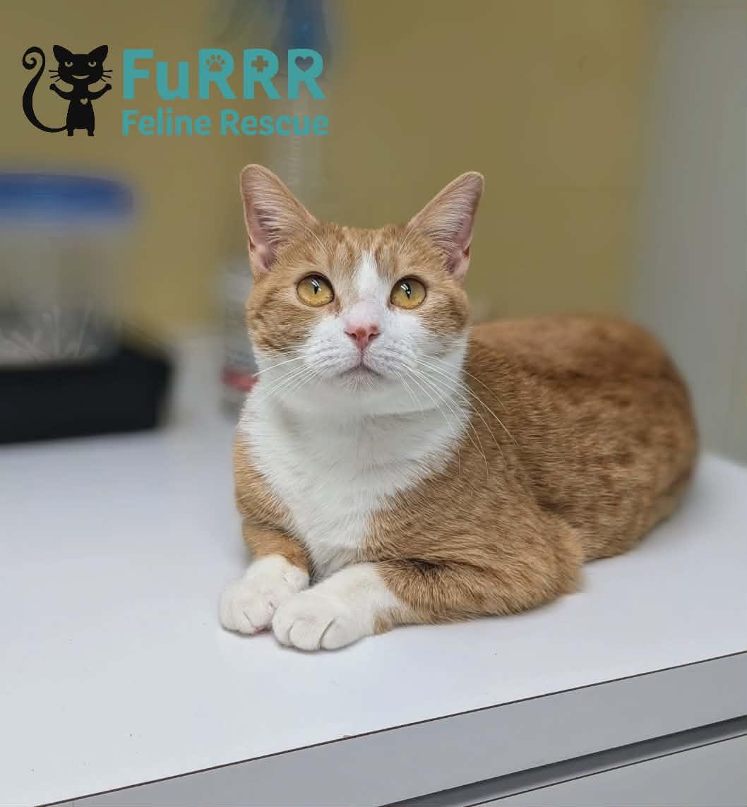 Enlarge Margie, a Adopted Domestic Short Hair in Gonic, NH image 1/3