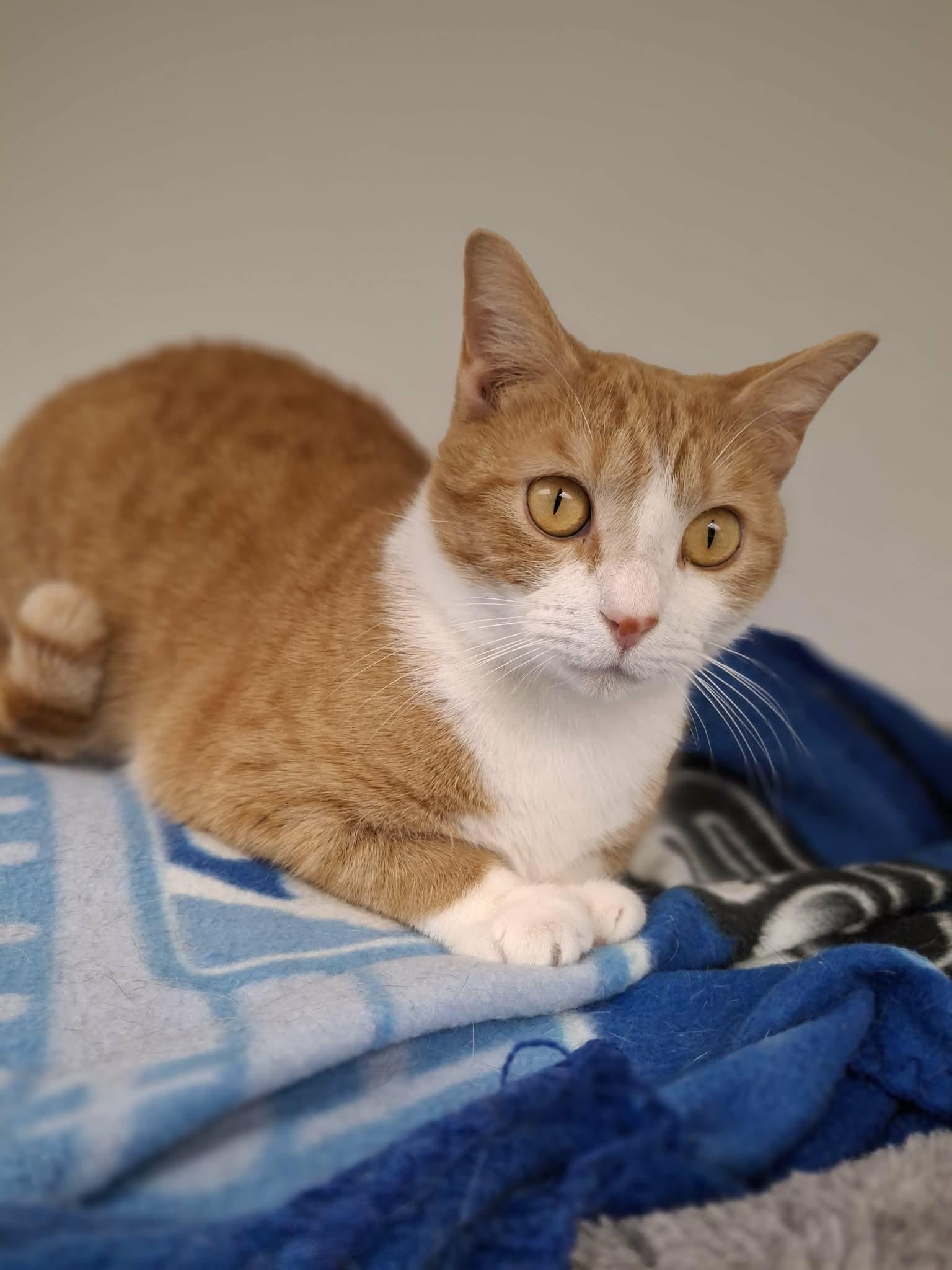 Enlarge Margie, a Adopted Domestic Short Hair in Gonic, NH image 2/3