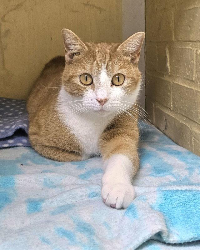 Enlarge Margie, a Adopted Domestic Short Hair in Gonic, NH image 3/3