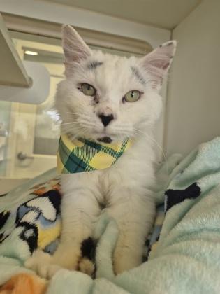 Joe Dirt, Adoptable, Adult Male Domestic Long Hair & Domestic Short Hair.