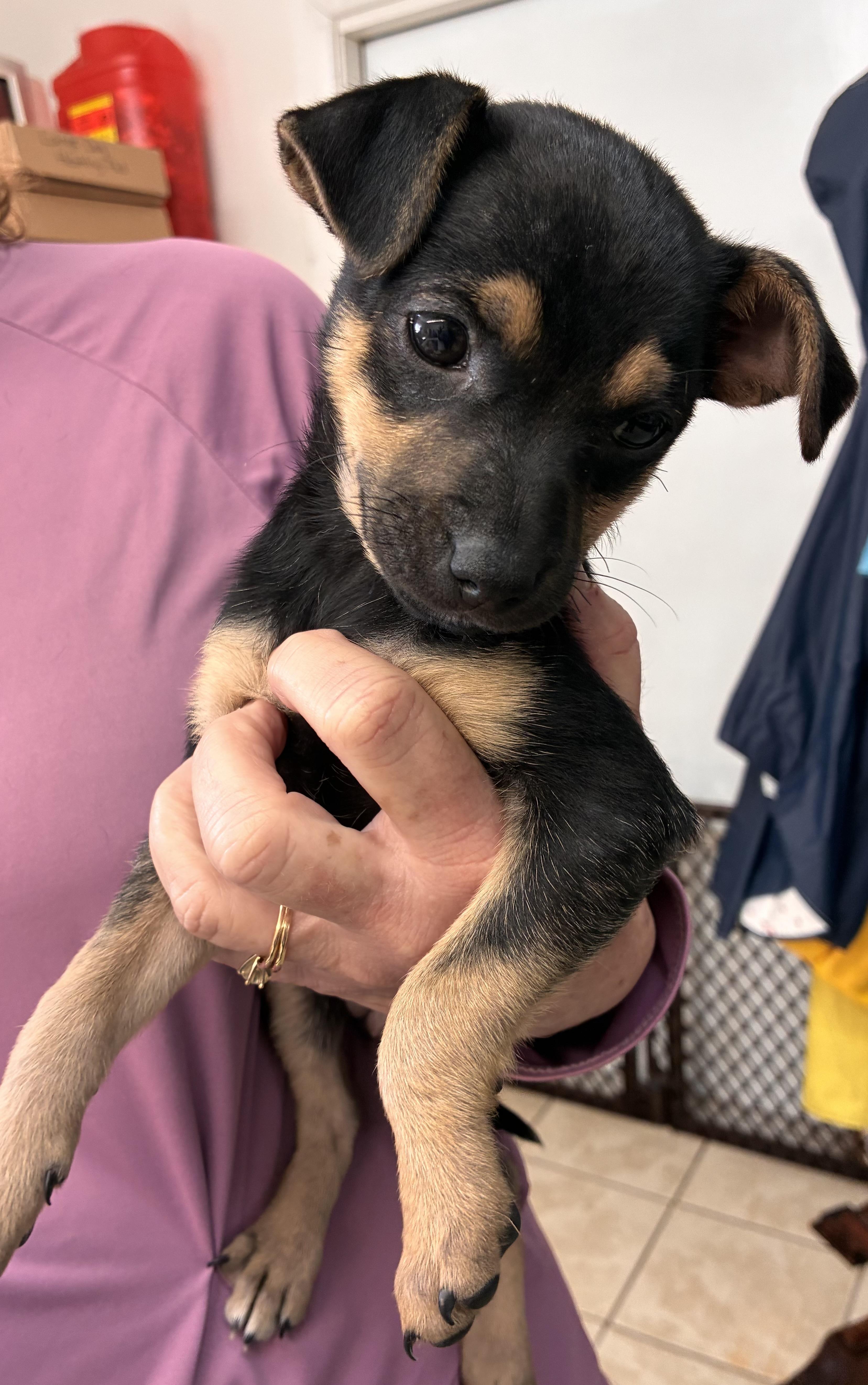 Enlarge Tia, a ADOPTABLE Chihuahua in Ruskin, FL image 2/2