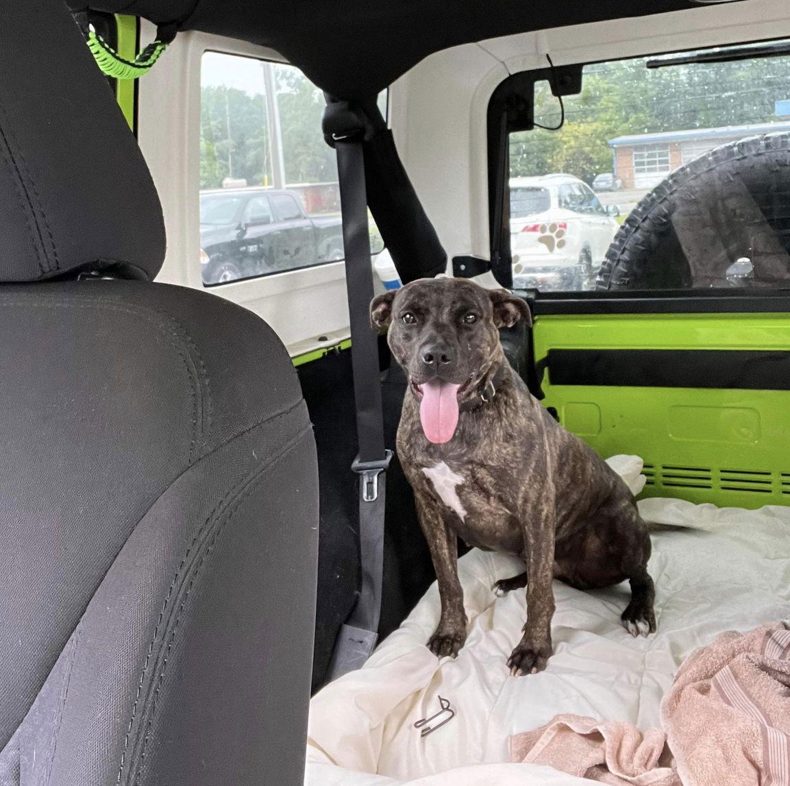 Gigi, a Adoptable mixed breed in Union Beach, NJ image 1/5