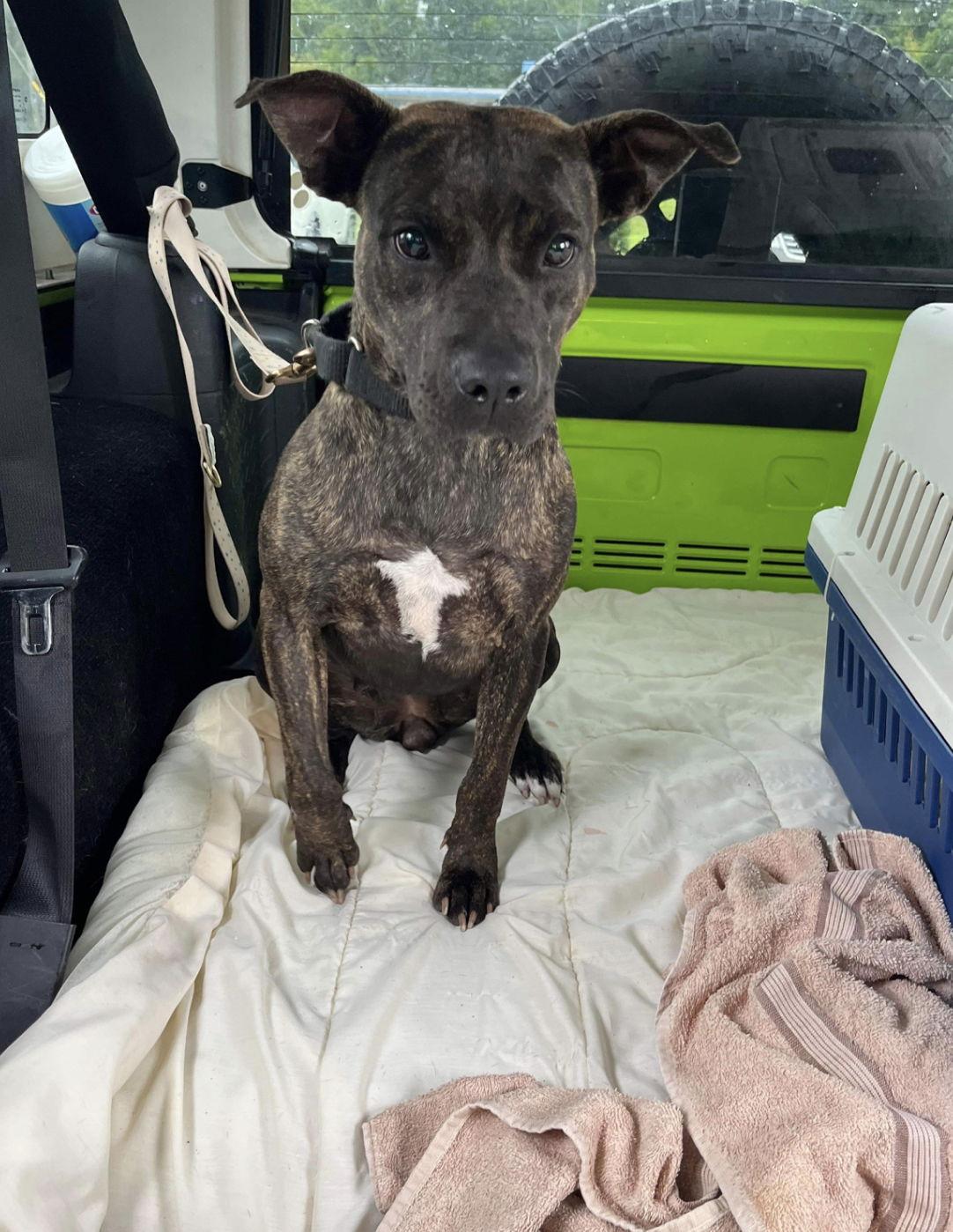 Gigi, a Adoptable mixed breed in Union Beach, NJ image 2/5