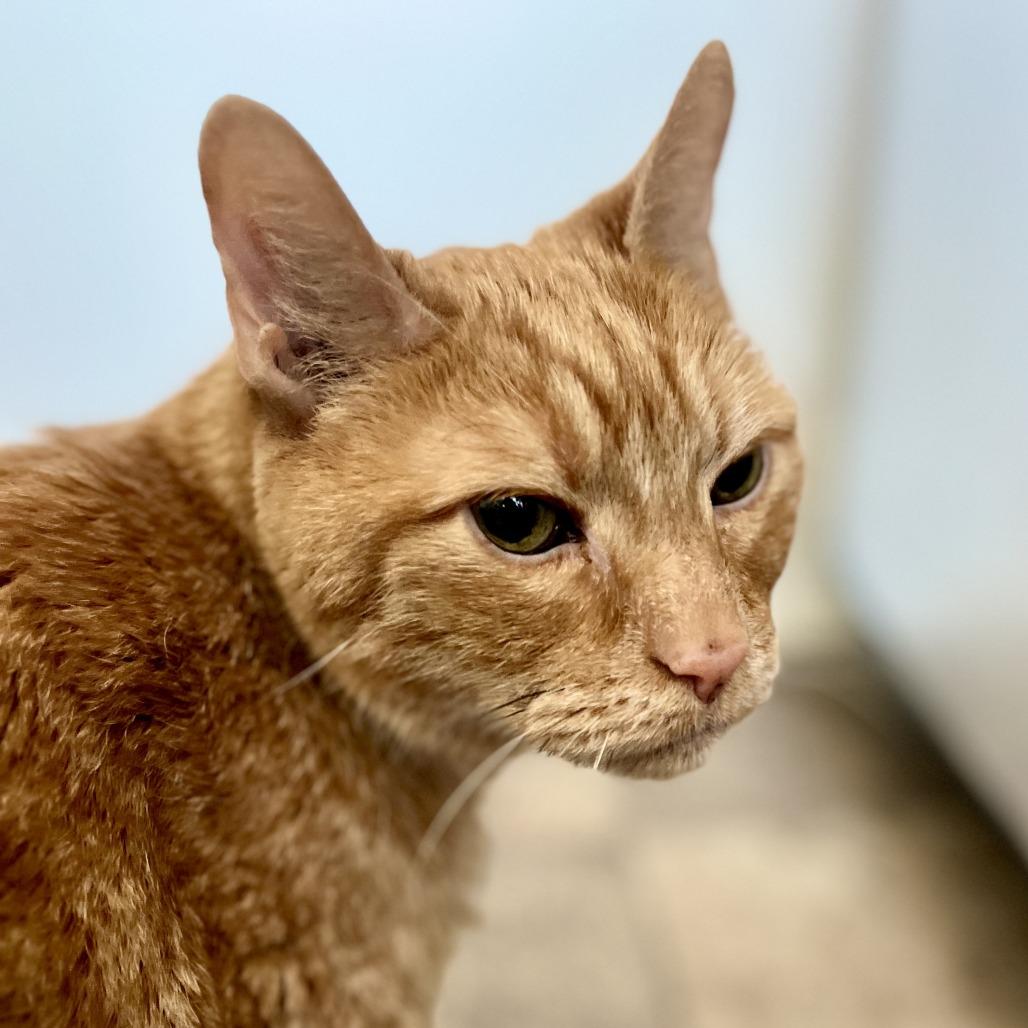Tobias Baxter, Adoptable, Senior Male Domestic Short Hair.