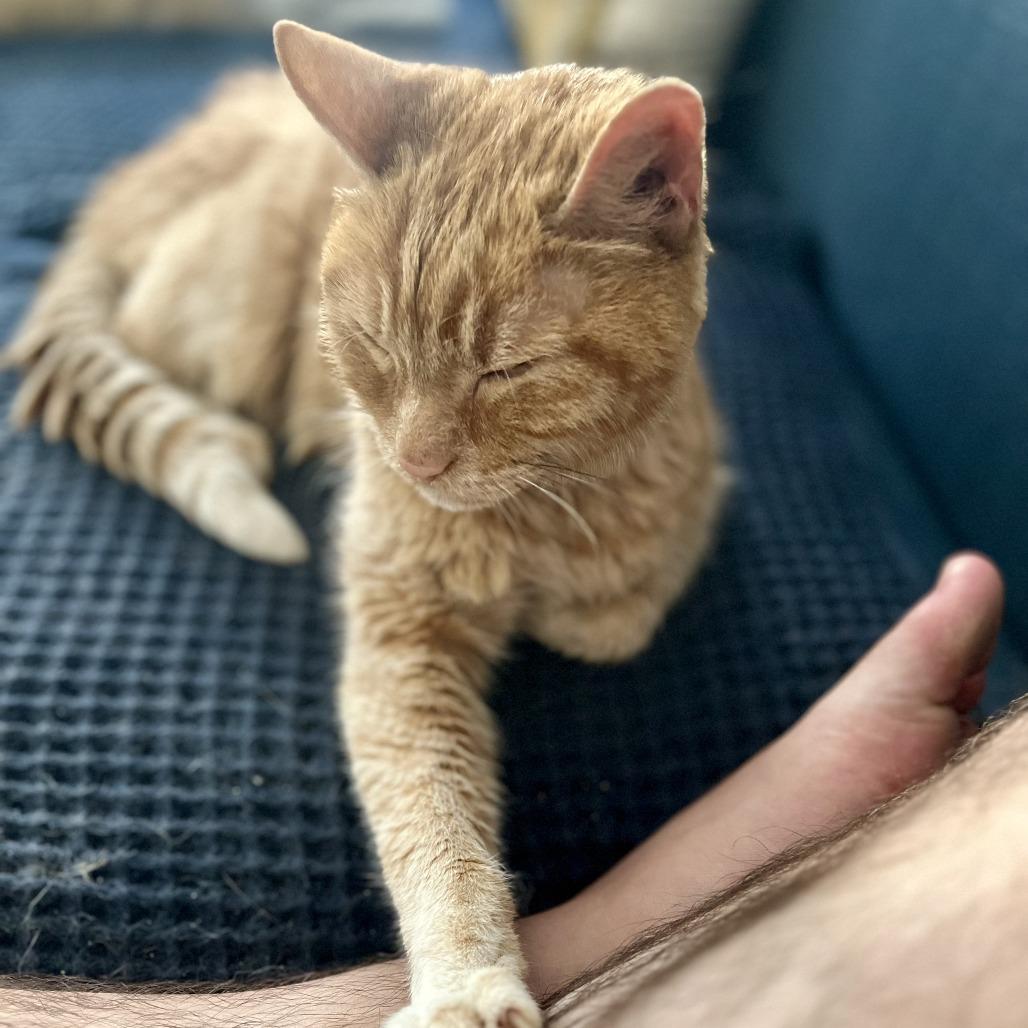 Enlarge Tobias Baxter, a Adoptable Domestic Short Hair in Chicago, IL image 2/5