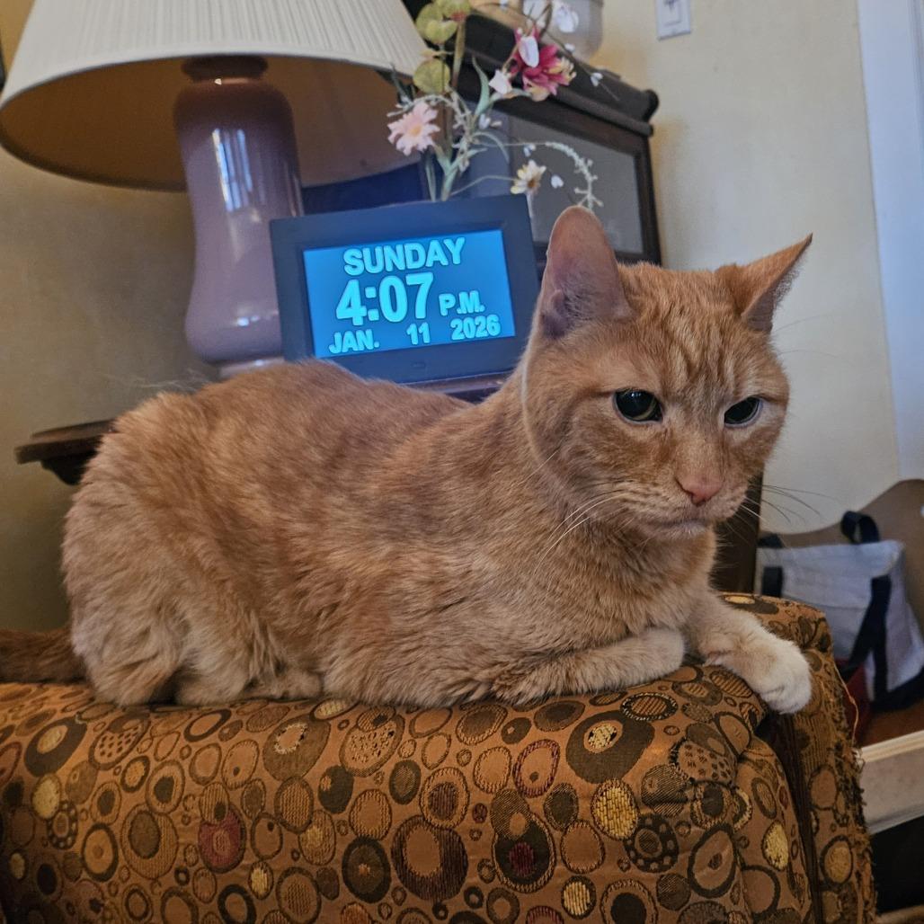 Enlarge Tobias Baxter, a Adoptable Domestic Short Hair in Chicago, IL image 5/5