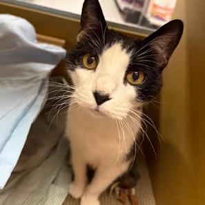 Petey, Adoptable, Senior Male Domestic Short Hair.