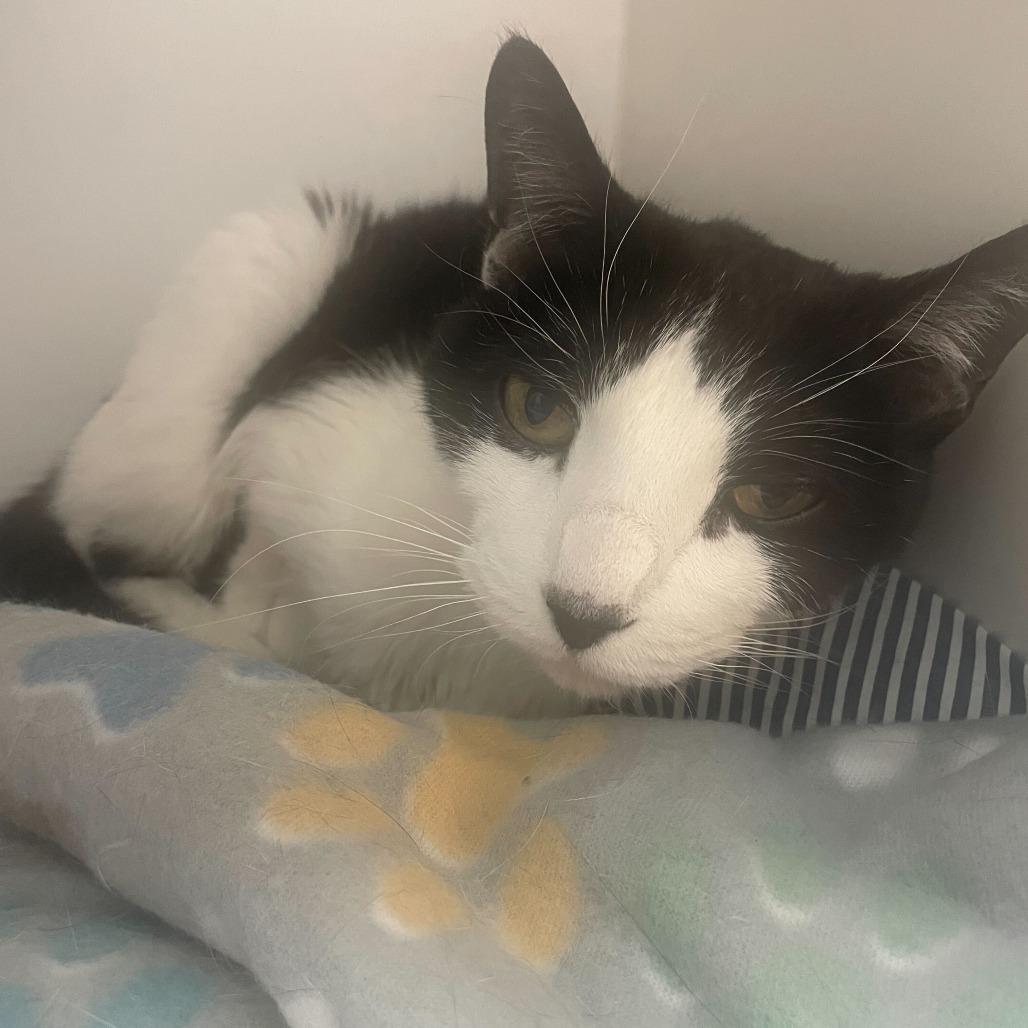 Petey, a Adoptable Domestic Short Hair in Philadelphia, PA image 1/2