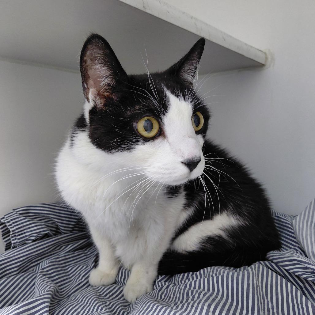 Petey, a Adoptable Domestic Short Hair in Philadelphia, PA image 2/2