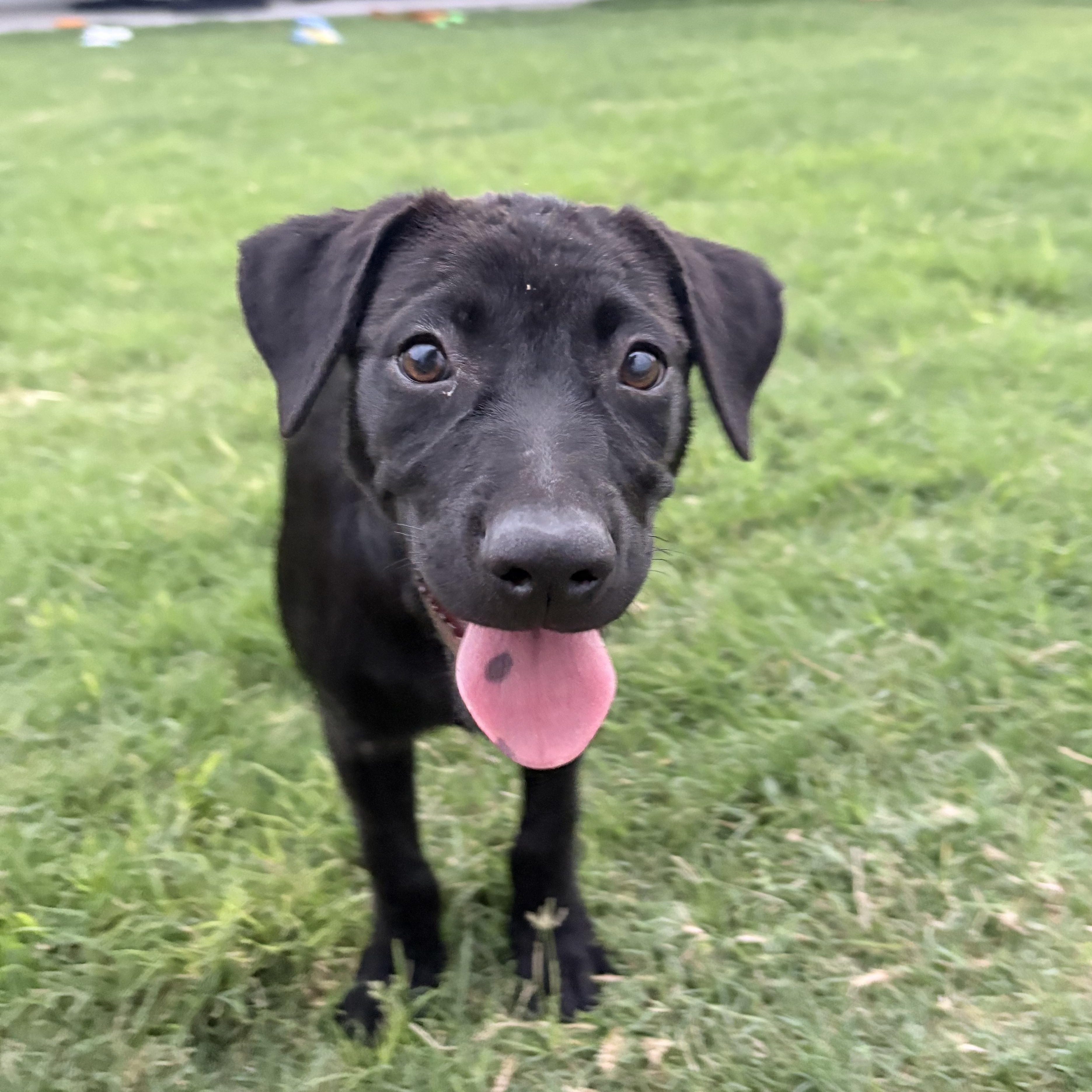 Remi