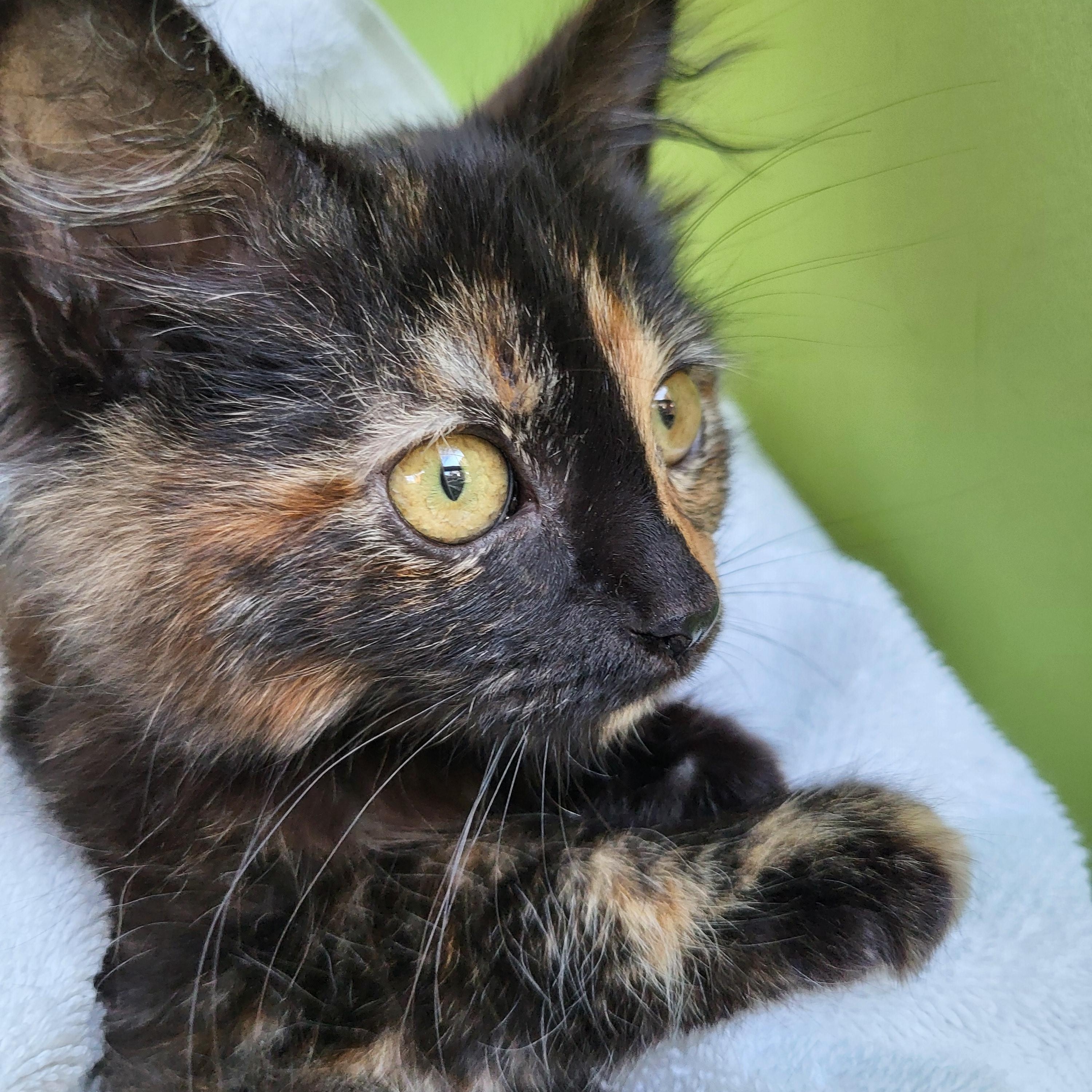 Olay, Adoptable, Young Female Domestic Long Hair.