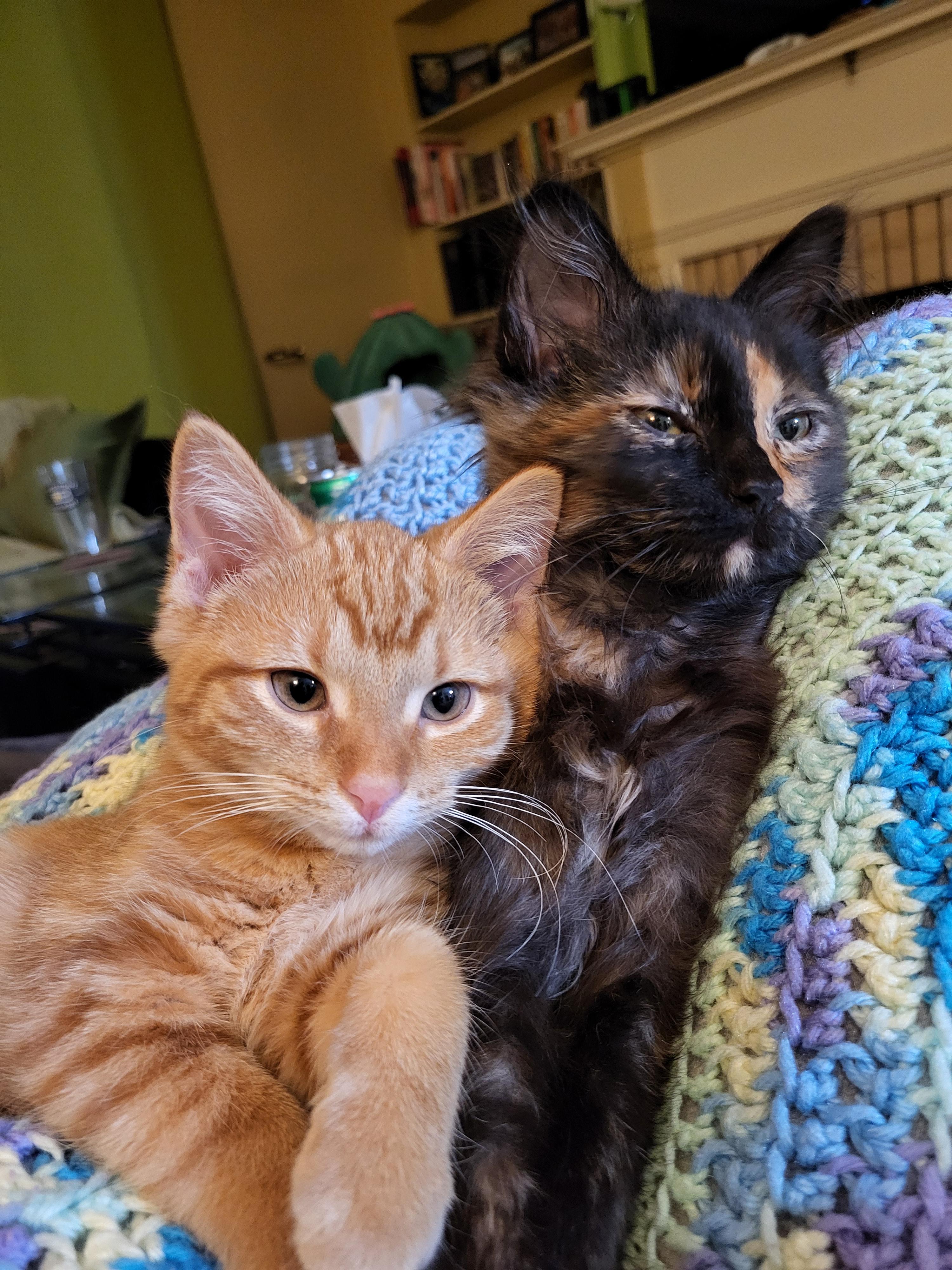 Enlarge Olay, a Adoptable Domestic Long Hair in Milwaukee, WI image 2/6