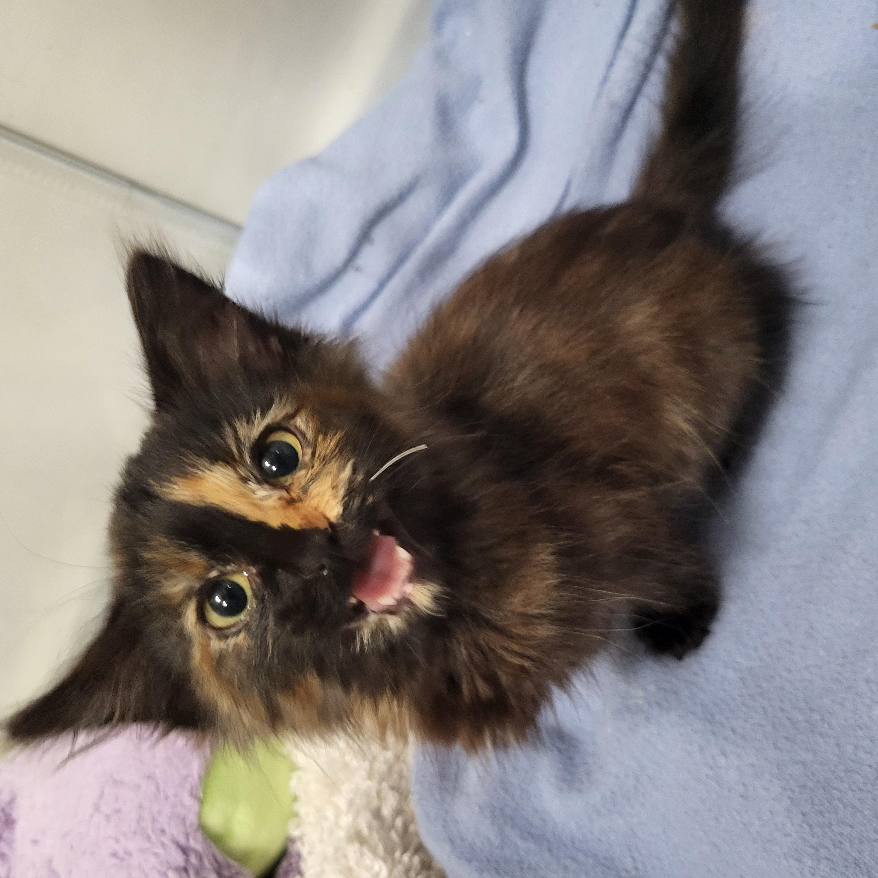 Enlarge Olay, a Adoptable Domestic Long Hair in Milwaukee, WI image 6/6