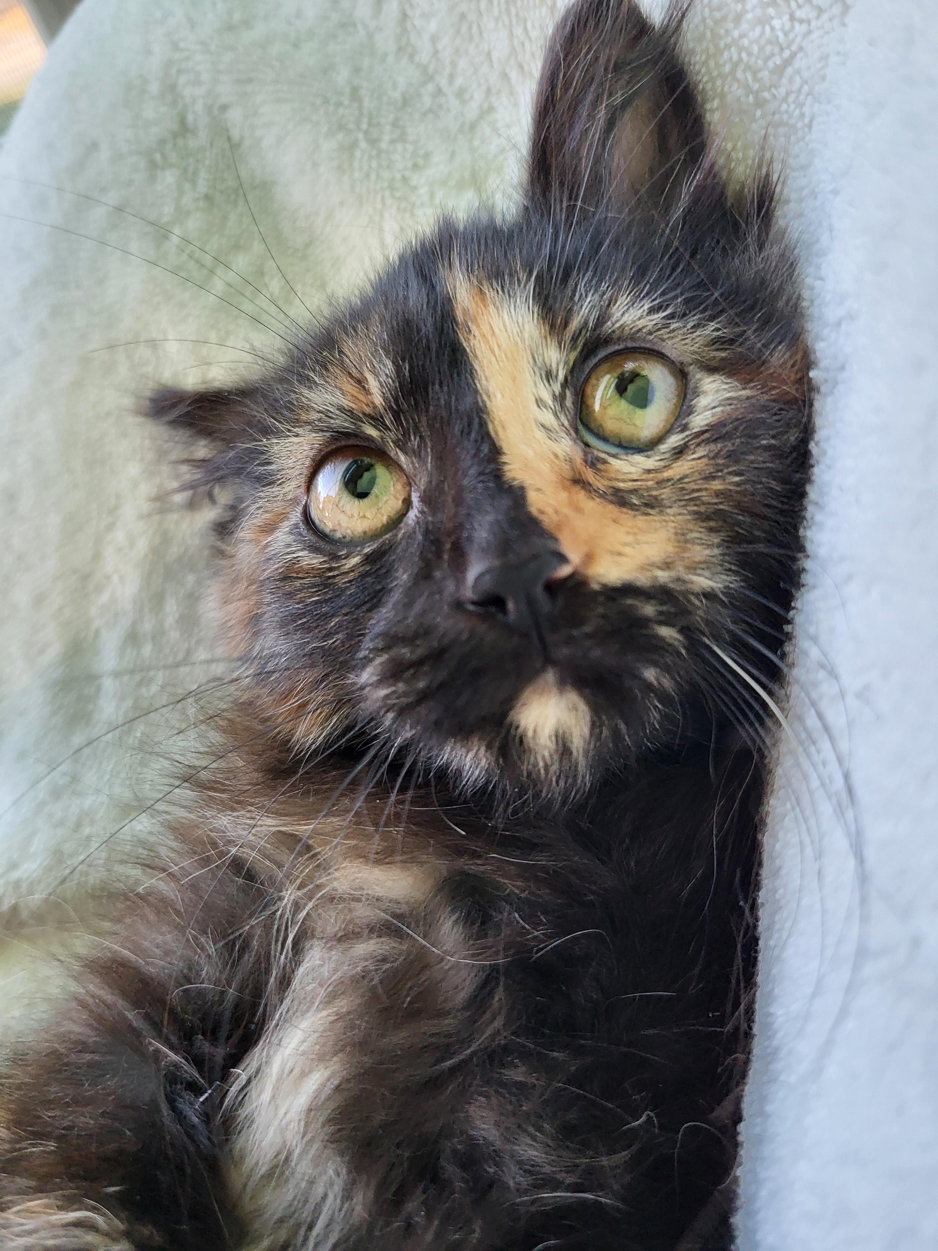 Enlarge Olay, a Adoptable Domestic Long Hair in Milwaukee, WI image 5/6