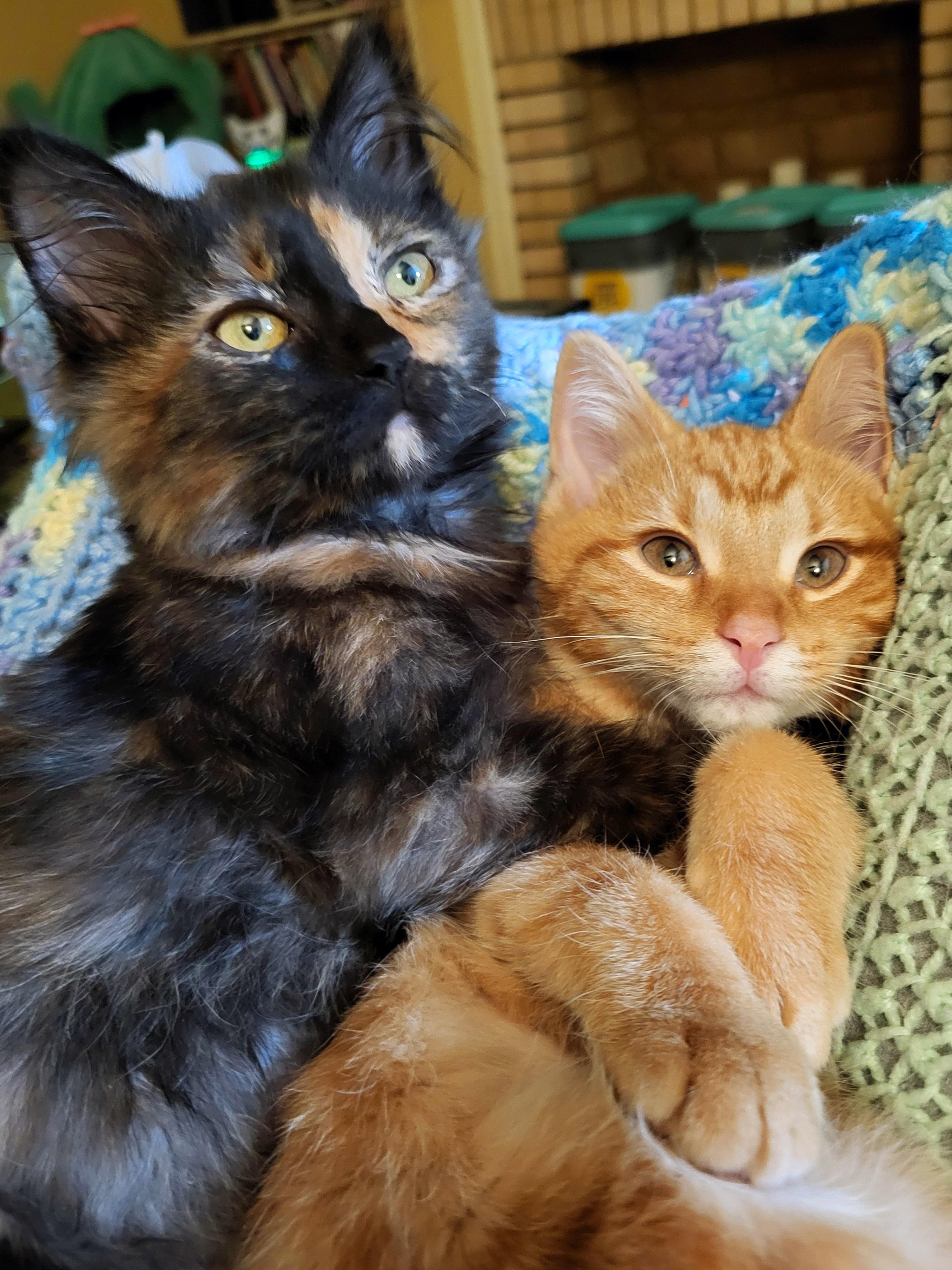 Enlarge Olay, a Adoptable Domestic Long Hair in Milwaukee, WI image 4/6