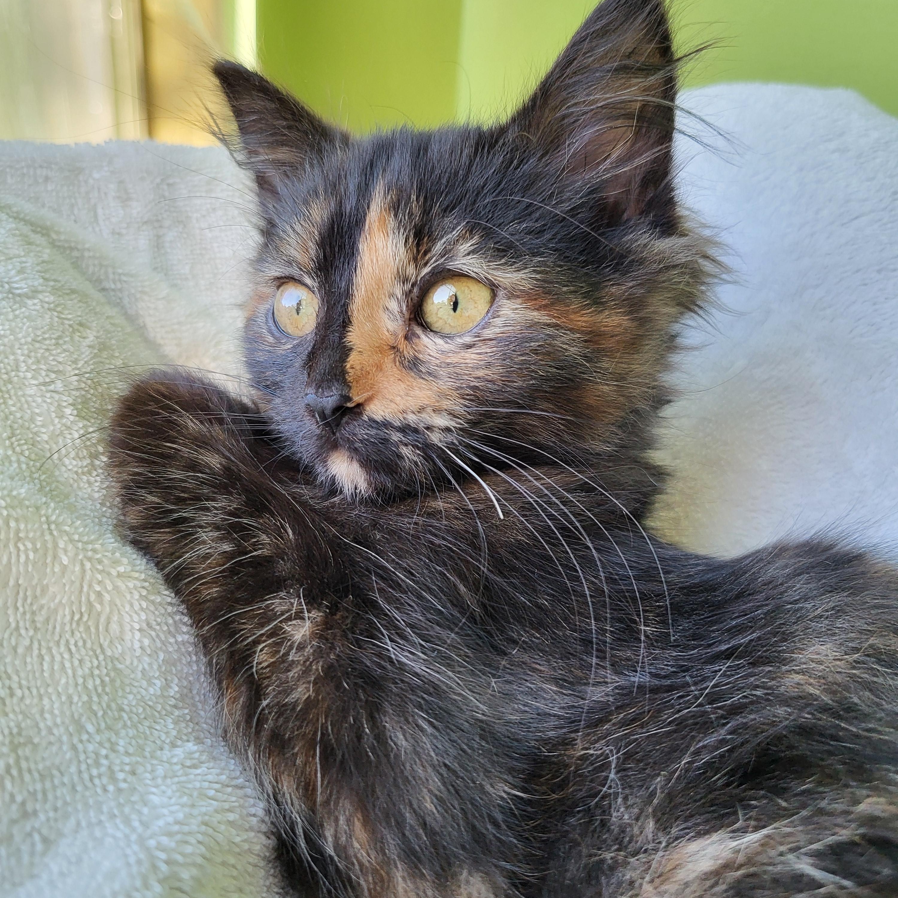 Enlarge Olay, a Adoptable Domestic Long Hair in Milwaukee, WI image 3/6