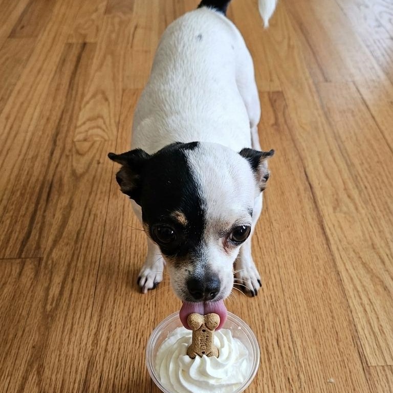 Enlarge Mirabel, an adopted mixed breed in Springfield, MO image 3/4