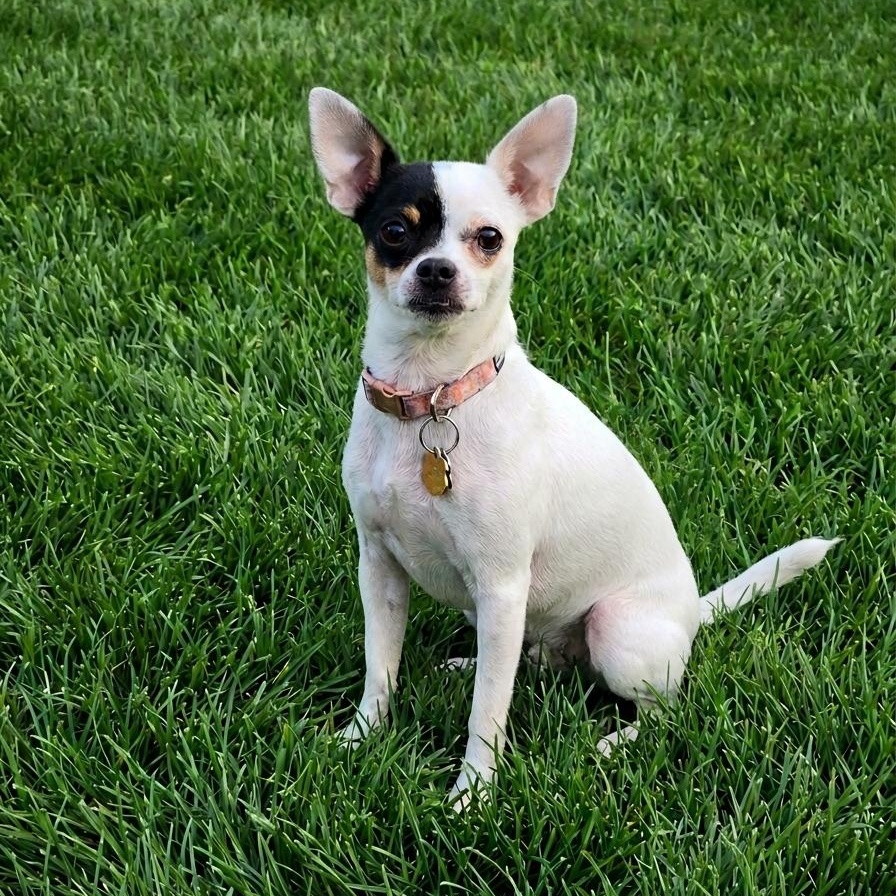 Enlarge Mirabel, an adopted mixed breed in Springfield, MO image 1/4