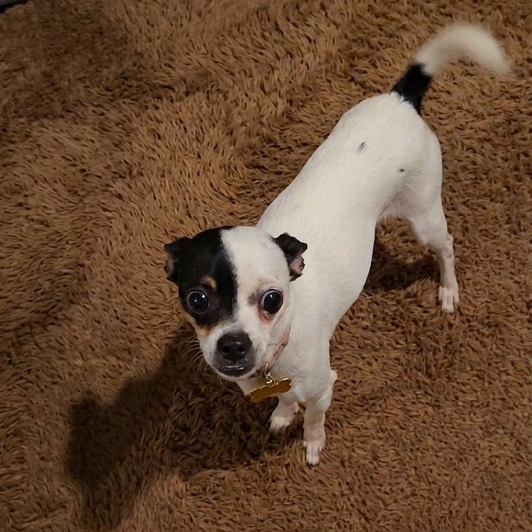 Enlarge Mirabel, an adopted mixed breed in Springfield, MO image 4/4