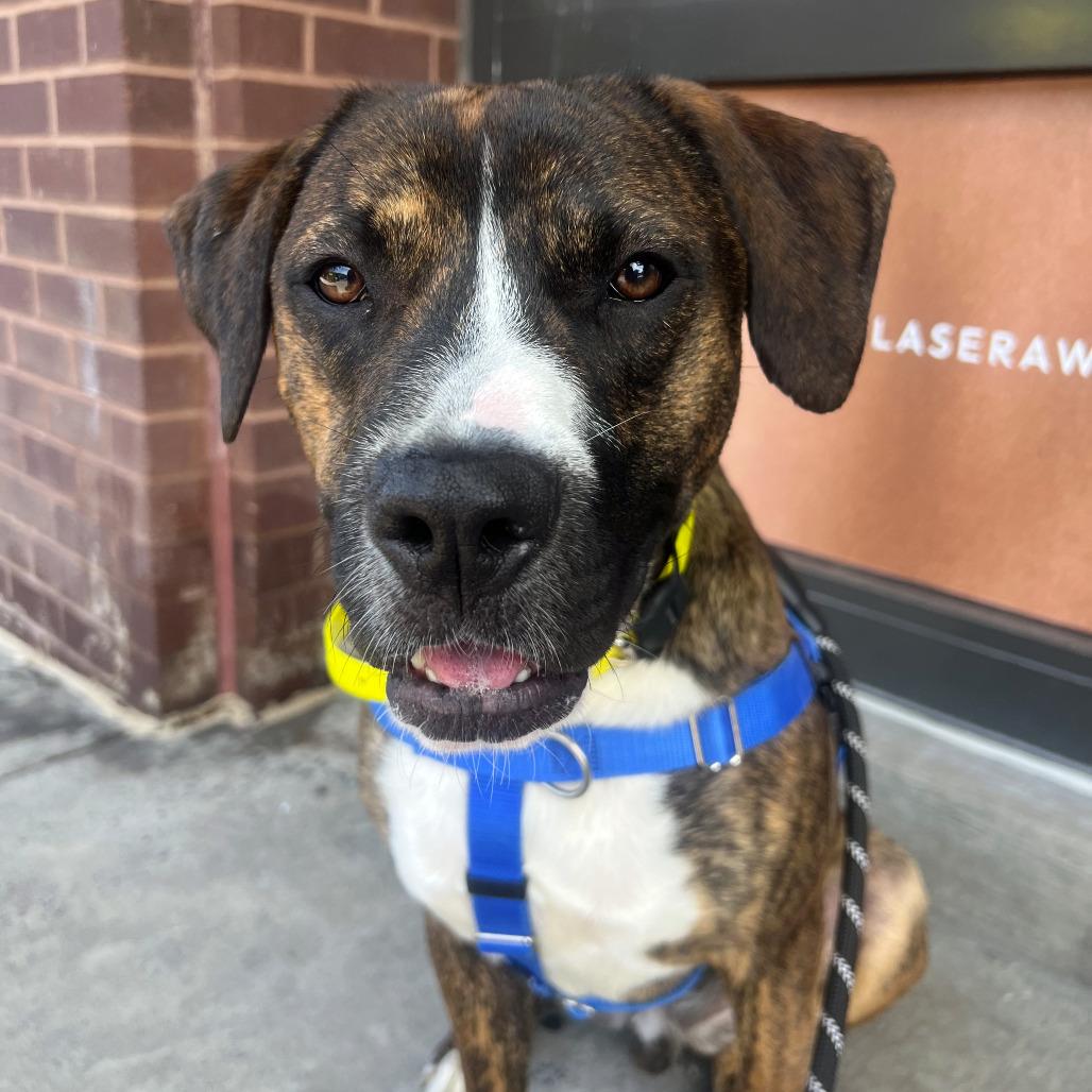 Peanut, Adoptable, Adult Male Plott Hound & Mixed Breed.