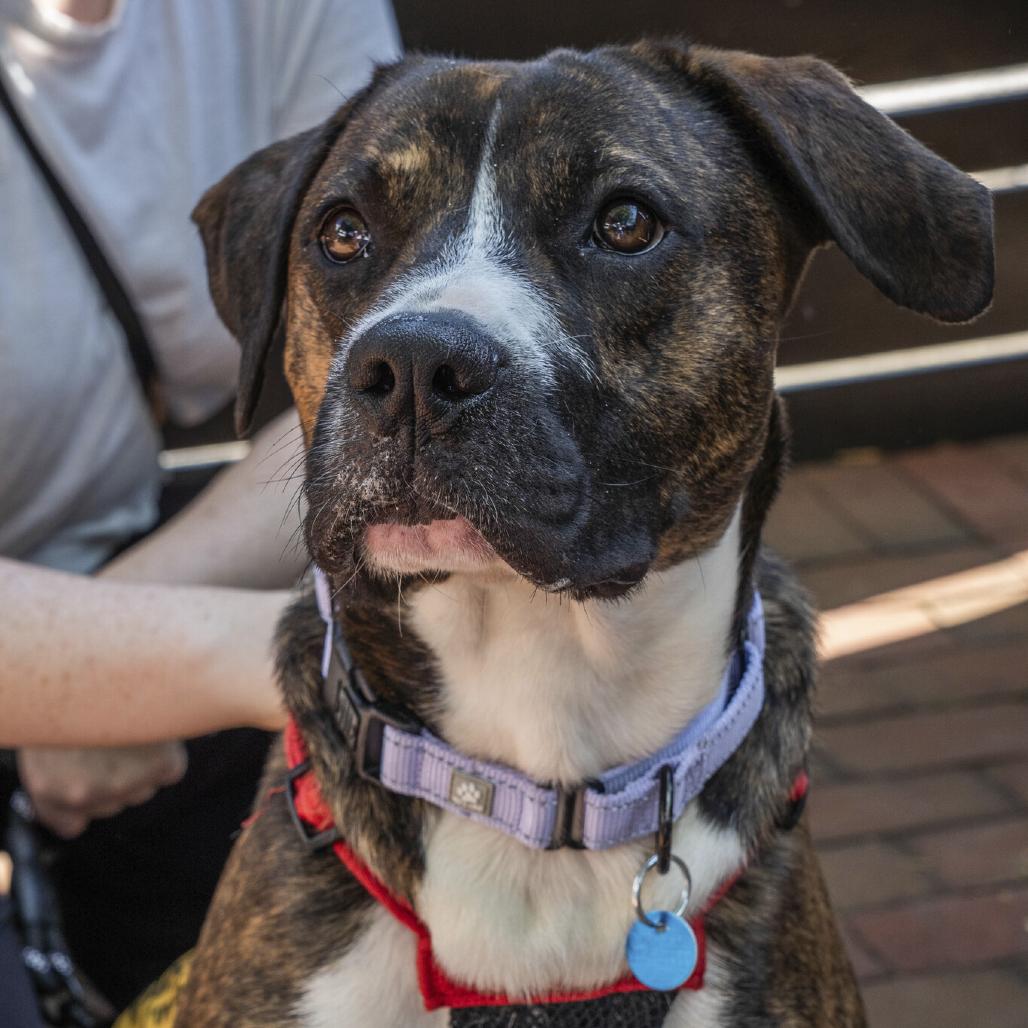 Enlarge Peanut, a Adoptable mixed breed in Washington, DC image 2/6