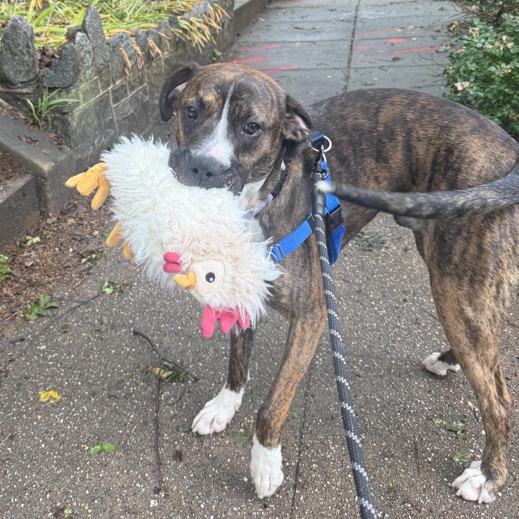Enlarge Peanut, a Adoptable mixed breed in Washington, DC image 3/6