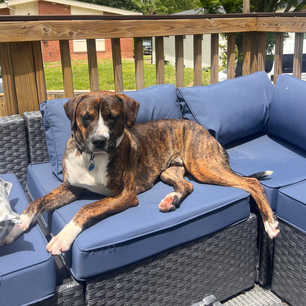 Enlarge Peanut, a Adoptable mixed breed in Washington, DC image 4/6