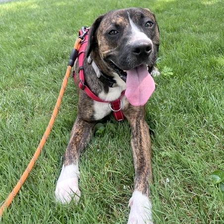 Enlarge Peanut, a Adoptable mixed breed in Washington, DC image 5/6