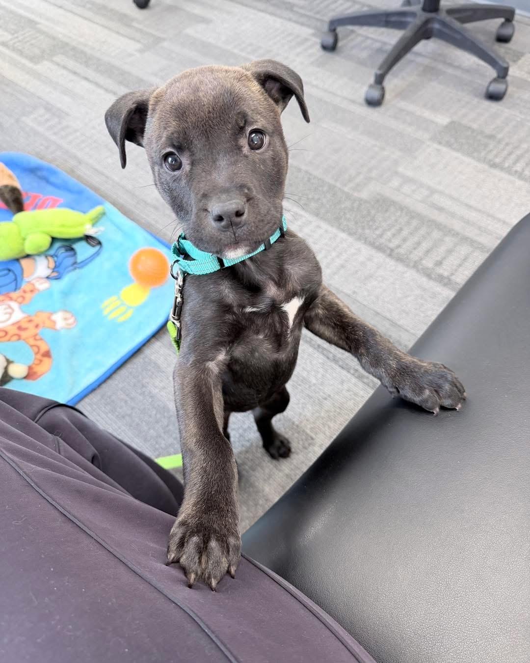 Eloise, adoptable, Puppy Female Labrador Retriever & Pit Bull Terrier.