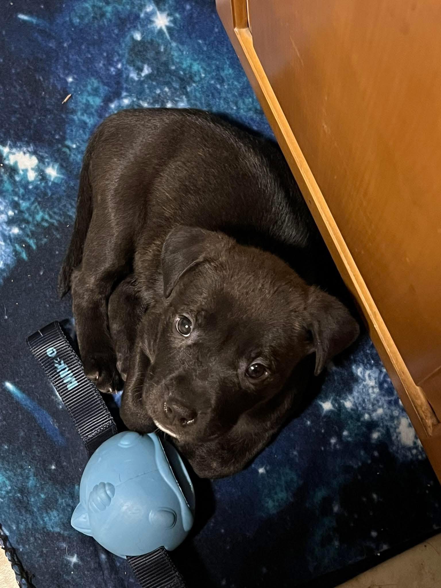 Enlarge Eloise, an adoptable mixed breed in Youngstown, OH image 4/6