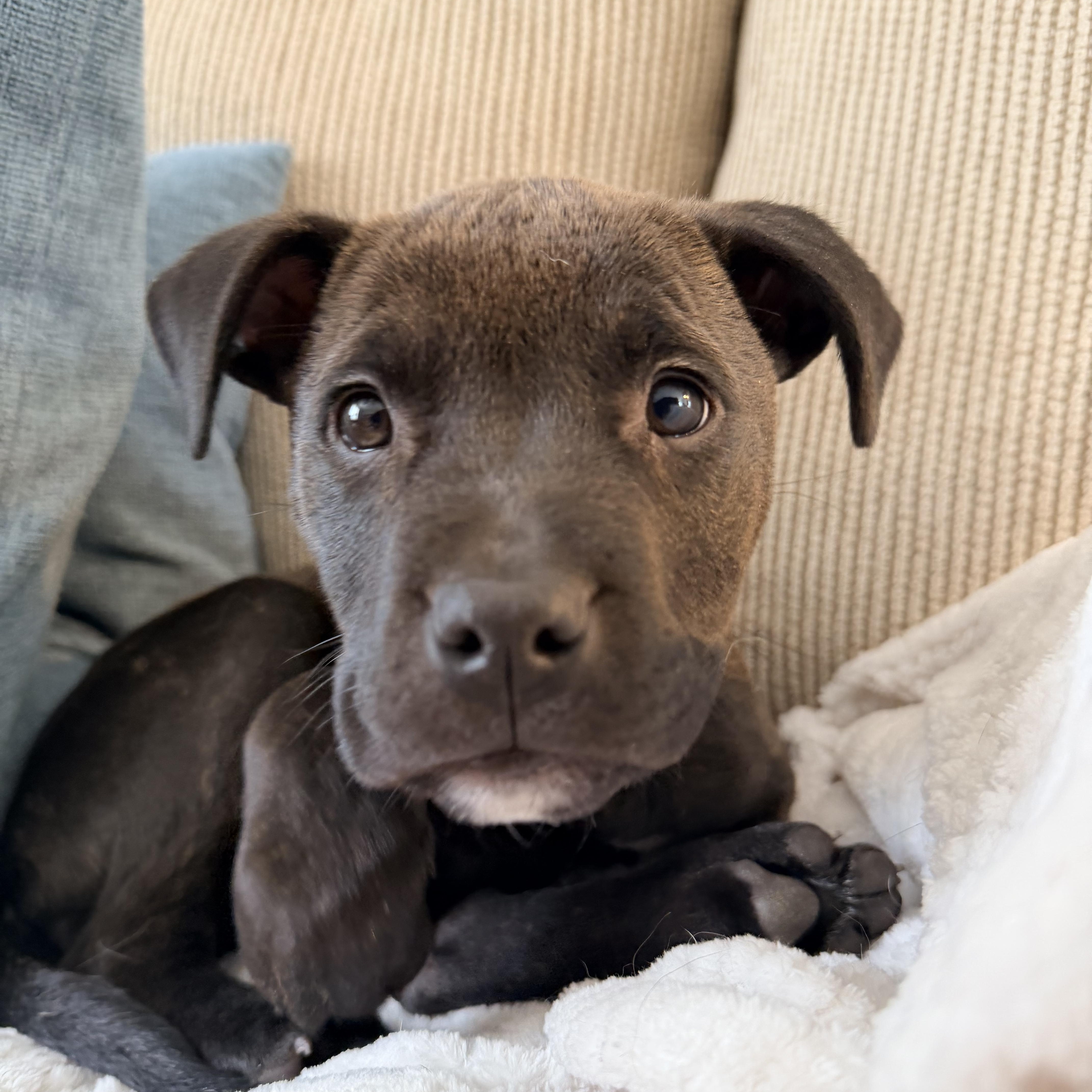 Enlarge Eloise, an adoptable mixed breed in Youngstown, OH image 3/6