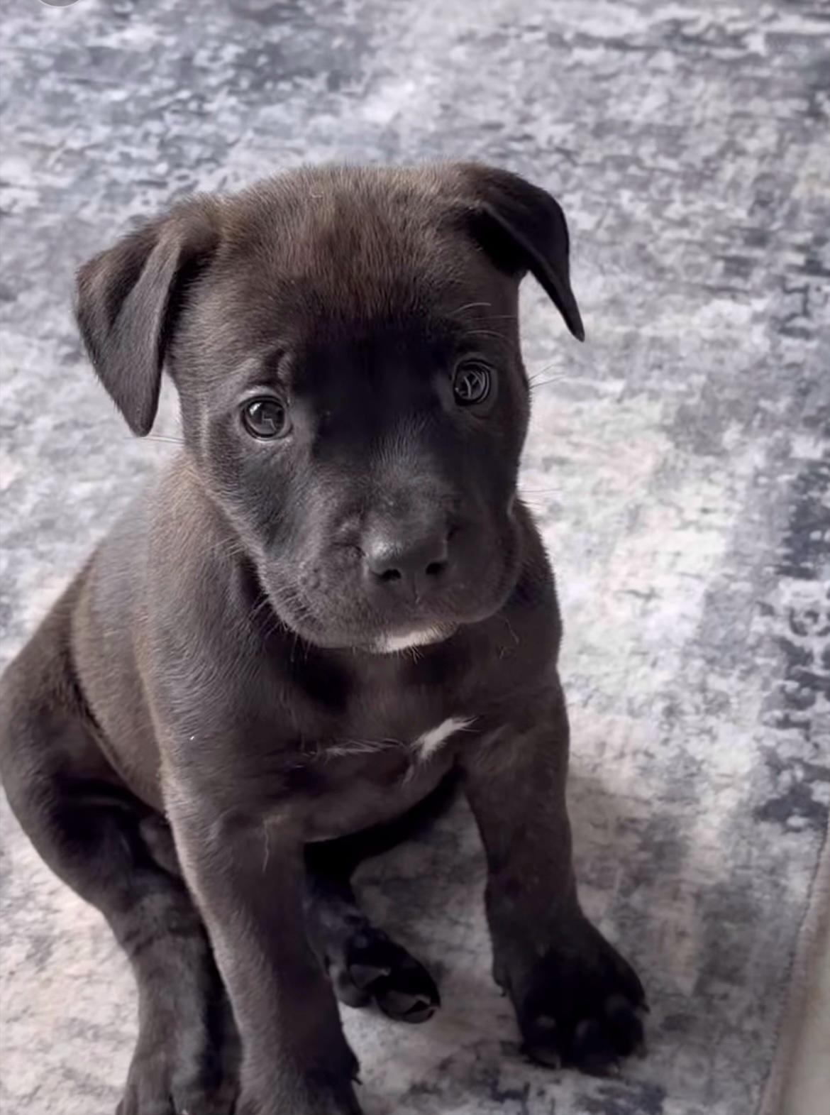 Eloise, ADOPTABLE, Puppy Female Pit Bull Terrier.